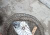 Suspected Pigeon Found in Khour Area of Jammu