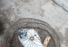 Suspected Pigeon Found in Khour Area of Jammu