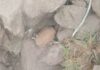 Old Rusted Grenade Found in J&K’s Rajouri Kalakote, Safely Destroyed