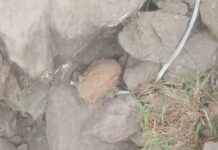 Old Rusted Grenade Found in J&K’s Rajouri Kalakote, Safely Destroyed