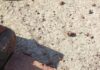 Grenade Recovered In J&K’s Rajouri