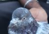Suspicious Pigeon Found in J&K’s Samba, Probe Launched
