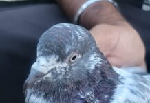 Suspicious Pigeon Found in J&K’s Samba, Probe Launched